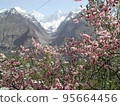 Pakistan Hunza peach blossoms and Karakorum 95664456