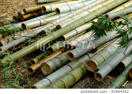 Logging bamboo 95664562