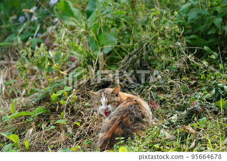 A cat looking at you in the grass A cat looking at you in the grass 95664678