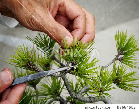 Pine bonsai care and removal of old leaves Pine bonsai care and removal of old leaves 95664692