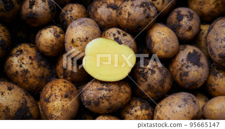Pile of dirty raw unpeeled potatoes . Unadorned potato background. The cut half of one potato on top. Pile of dirty raw unpeeled potatoes . Unadorned potato background. The cut half of one potato on top. 95665147