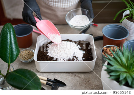 preparation of soil substrate for planting houseplant into a pot preparation of soil substrate for planting houseplant into a pot 95665148