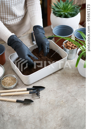 preparation of soil substrate for planting houseplant into a pot 95665173