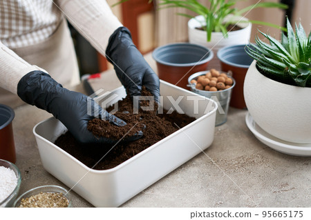 preparation of soil substrate for planting houseplant into a pot preparation of soil substrate for planting houseplant into a pot 95665175