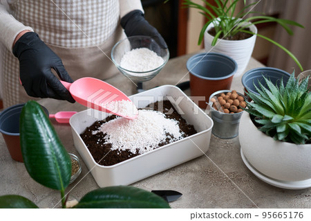 preparation of soil substrate for planting houseplant into a pot preparation of soil substrate for planting houseplant into a pot 95665176