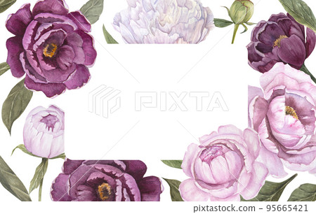 Watercolor illustration of frame pink and violet peony flower isolated 95665421