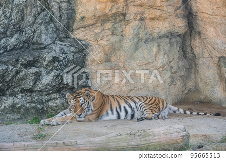 阿穆爾托拉 阿穆爾托拉 95665513