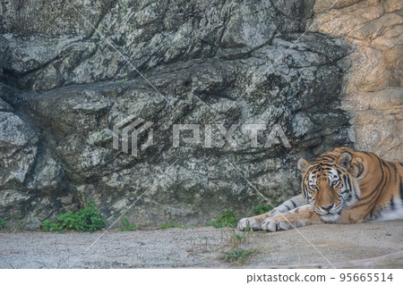 Amur Tora 95665514