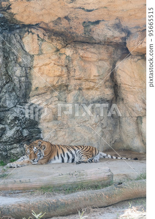 Amur Tora Amur Tora 95665515