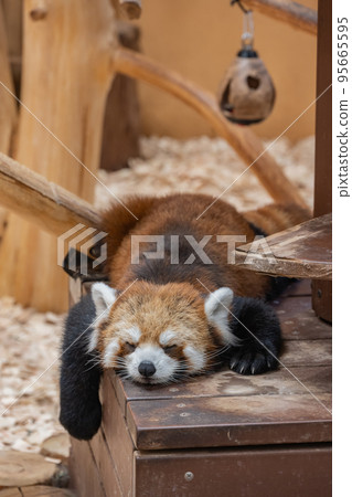 Red panda taking a nap Red panda taking a nap 95665595