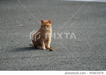 Mantis and cat fight 95665879