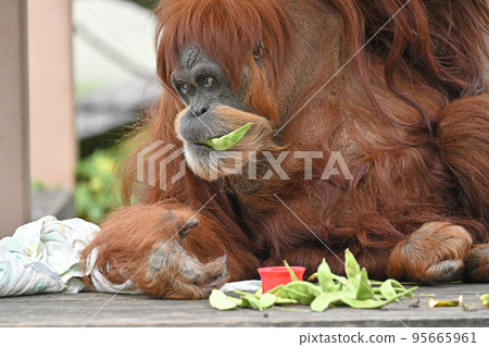 Sumatra orangutan 95665961