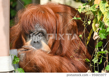 蘇門答臘猩猩 95665977
