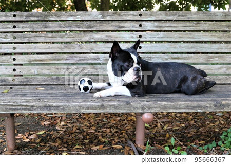 Mighty-kun, a cute Boston Terrier who puts his favorite ball on a bench at a park in Sakado City and looks out over the park. 95666367