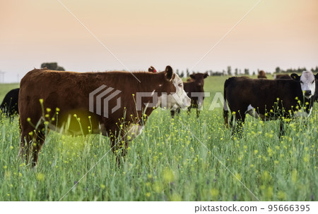 Cattle in Argentine countryside, Pampas, Argentina Cattle in Argentine countryside, Pampas, Argentina 95666395