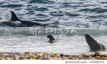 Killer whale hunting sea lions on the paragonian coast, Patagonia, Argentina Killer whale hunting sea lions on the paragonian coast, Patagonia, Argentina 95666421