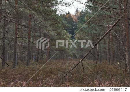 Young pine forest. Autumn background Young pine forest. Autumn background 95666447