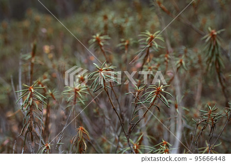 Marsh Labrador tea or wild rosemary ( Rhododendron tomentosum, Ledum palustre ) shrub growing in young pine forest forest used as herbal tea. Healthy lifestyle concept 95666448