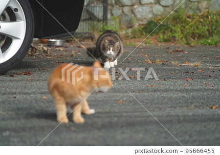 A white female pheasant chasing a brown tiger, a male cat 95666455