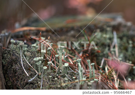 A group of green small mushrooms on a moss-covered stump in the forest. Autumn forest background A group of green small mushrooms on a moss-covered stump in the forest. Autumn forest background 95666467