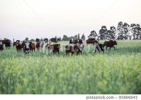 Cattle in Argentine countryside, Pampas, Argentina 95666645
