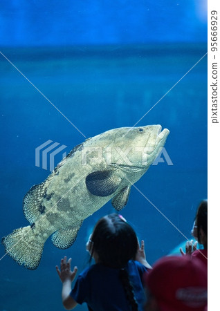 Children observing a grouper fish swimming in an aquarium tank 95666929
