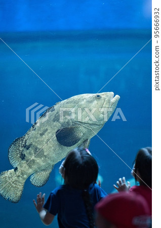 孩子們觀察石斑魚在水族箱中游泳 95666932