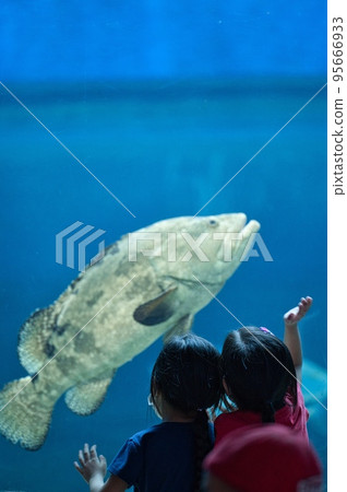 Children observing a grouper fish swimming in an aquarium tank 95666933