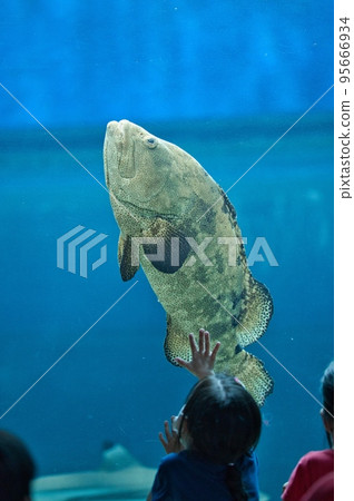 Children observing a grouper fish swimming in an aquarium tank Children observing a grouper fish swimming in an aquarium tank 95666934