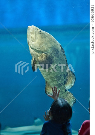 Children observing a grouper fish swimming in an aquarium tank Children observing a grouper fish swimming in an aquarium tank 95666935