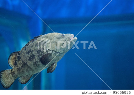 Children observing a grouper fish swimming in an aquarium tank Children observing a grouper fish swimming in an aquarium tank 95666936