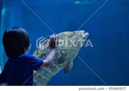 Children observing a grouper fish swimming in an aquarium tank Children observing a grouper fish swimming in an aquarium tank 95666937