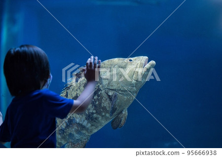 Children observing a grouper fish swimming in an aquarium tank Children observing a grouper fish swimming in an aquarium tank 95666938