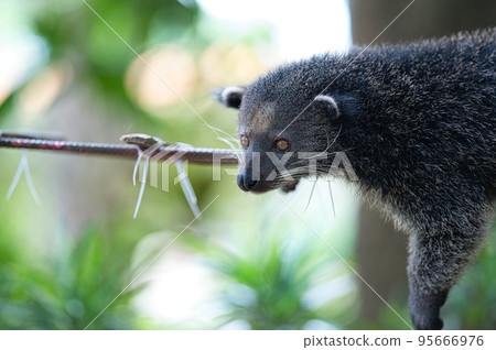Palawan civet resting on a wooden suspension bridge 95666976