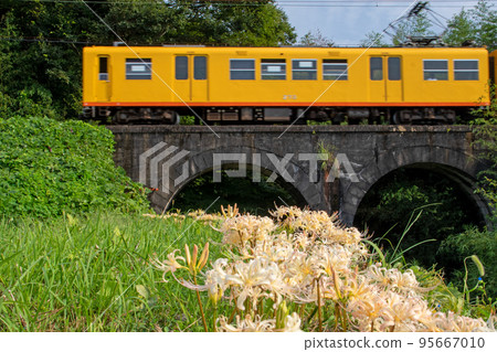 The Sangi Railway passing by the white cluster amaryllis The Sangi Railway passing by the white cluster amaryllis 95667010