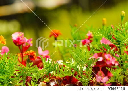 Flowers in garden. 95667416