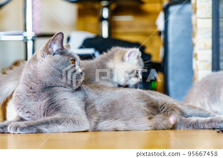 Gray british cat at home Gray british cat at home 95667458