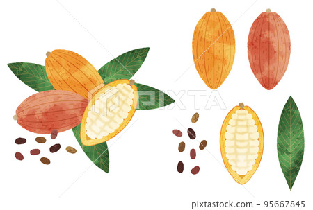 Cacao pods set 95667845