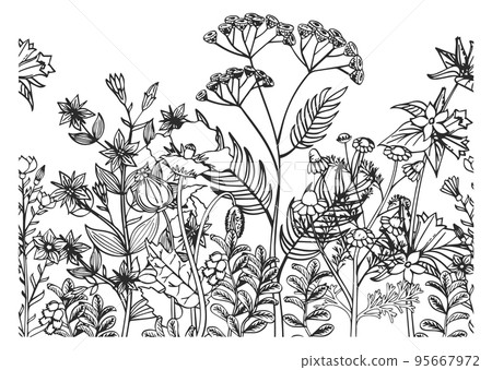 Blooming herbs botanical illustration. Growing plants background Blooming herbs botanical illustration. Growing plants background 95667972