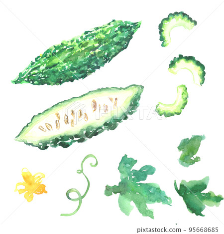 Illustration set of bitter melon drawn by watercolor Illustration set of bitter melon drawn by watercolor 95668685