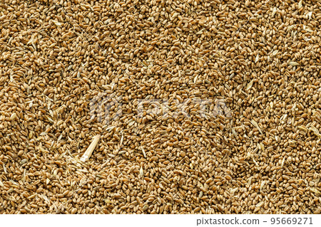 Pile of whole grain wheat kernels 95669271