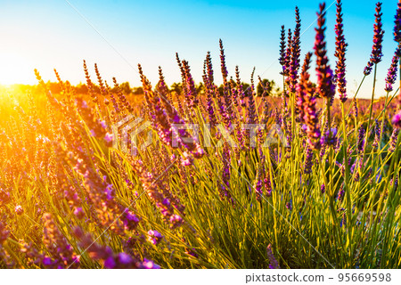 Lavender field at sunset light 95669598