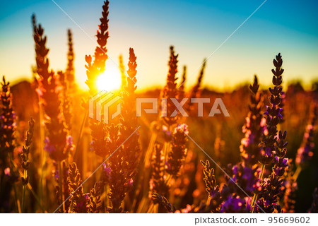 Lavender field at sunset light 95669602