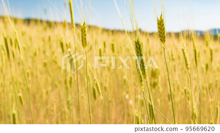 Sunny gold wheat straws 95669620