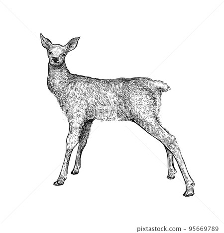Deer Hand drawn sketch 9 Deer Hand drawn sketch 9 95669789