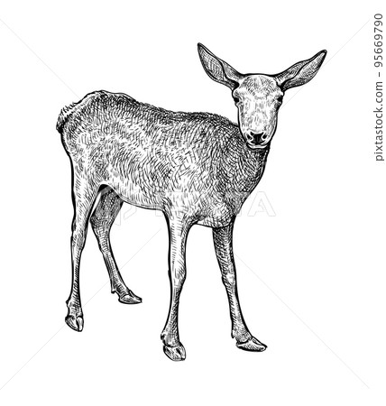Deer Hand drawn sketch 10 Deer Hand drawn sketch 10 95669790