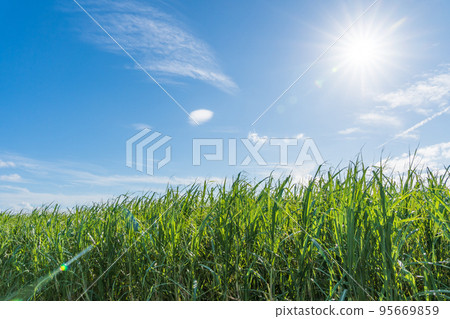 明媚的陽光和甘蔗田 明媚的陽光和甘蔗田 95669859