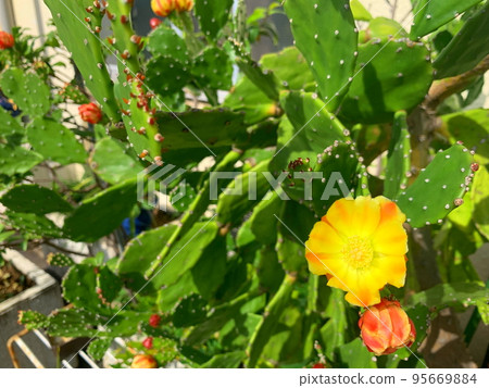 Yellow flowers blooming on prickly pear cactus 95669884