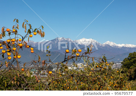 Azumino Persimmon trees and Ushiro Tateyama mountains Azumino Persimmon trees and Ushiro Tateyama mountains 95670577