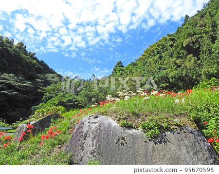福岡縣東閣寺地區的風景,100 種孤挺花盛開的鄉村風景之一 福岡縣東閣寺地區的風景,100 種孤挺花盛開的鄉村風景之一 95670598
